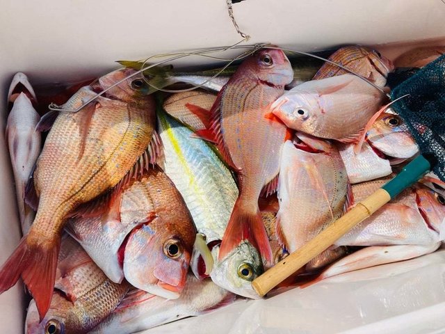 ハナダイ(チダイ)・イサキ