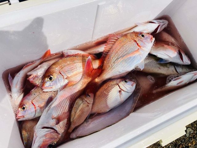 ハナダイ(チダイ)