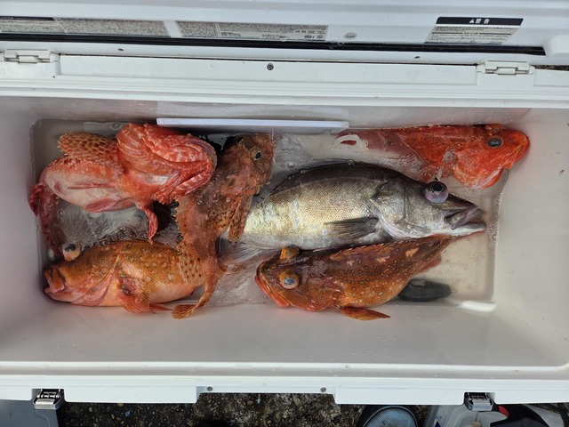 アラ・オニカサゴ・カンコ(ウッカリカサゴ)