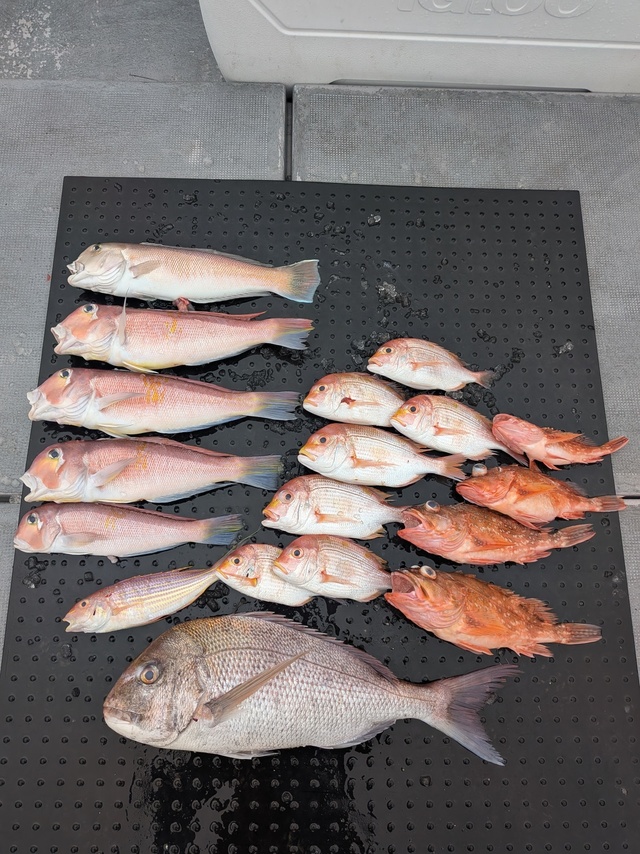 タイ(マダイ)・レンコダイ(キダイ)・アカアマダイ・シロアマダイ・ウッカリカサゴ