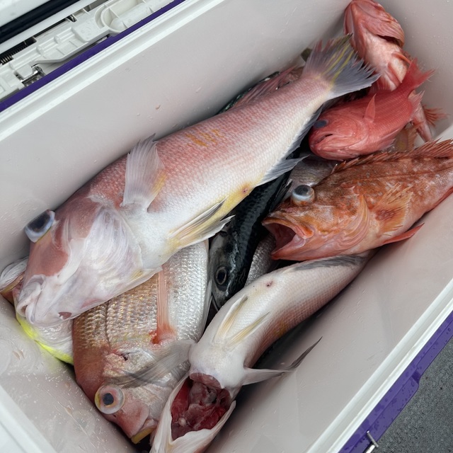 レンコダイ(キダイ)・アカアマダイ・ウッカリカサゴ