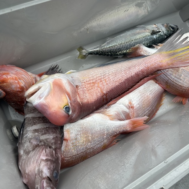 マハタ・アカアマダイ