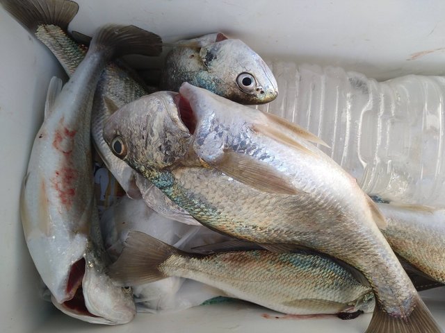 イシモチ(シログチ)