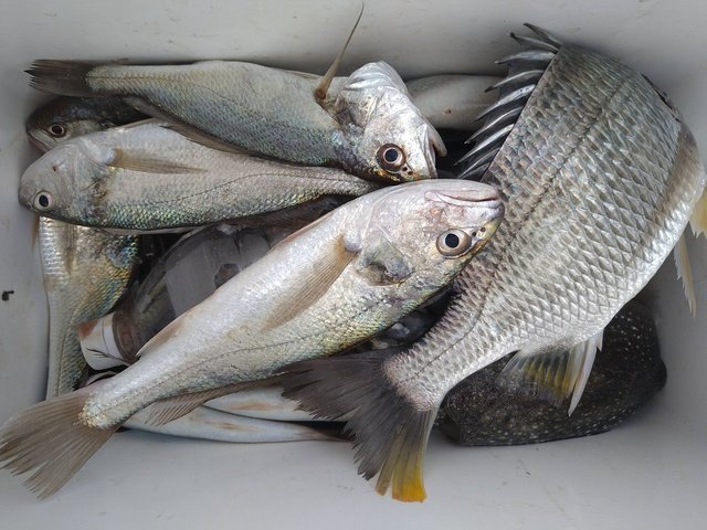 キチヌ・イシモチ(シログチ)