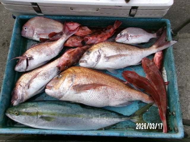 マダイ・ワラサ(ブリ)・カサゴ・ホウボウ