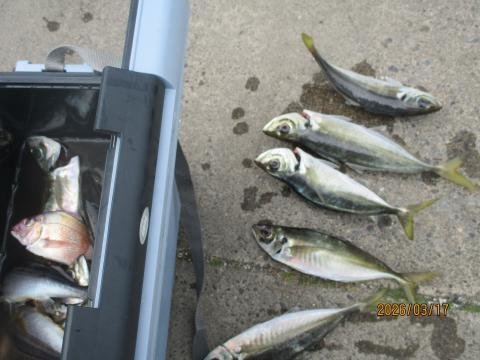 マダイ・アジ(マアジ)