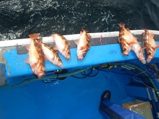 オキメバル(ウスメバル)