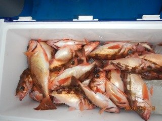 オキメバル(ウスメバル)