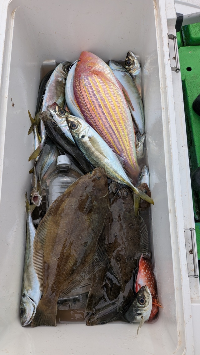 アジ(マアジ)・イトヨリ(イトヨリダイ)・ムシガレイ