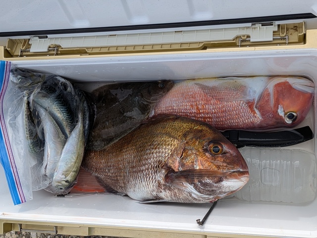 マダイ・アジ(マアジ)・アカアマダイ