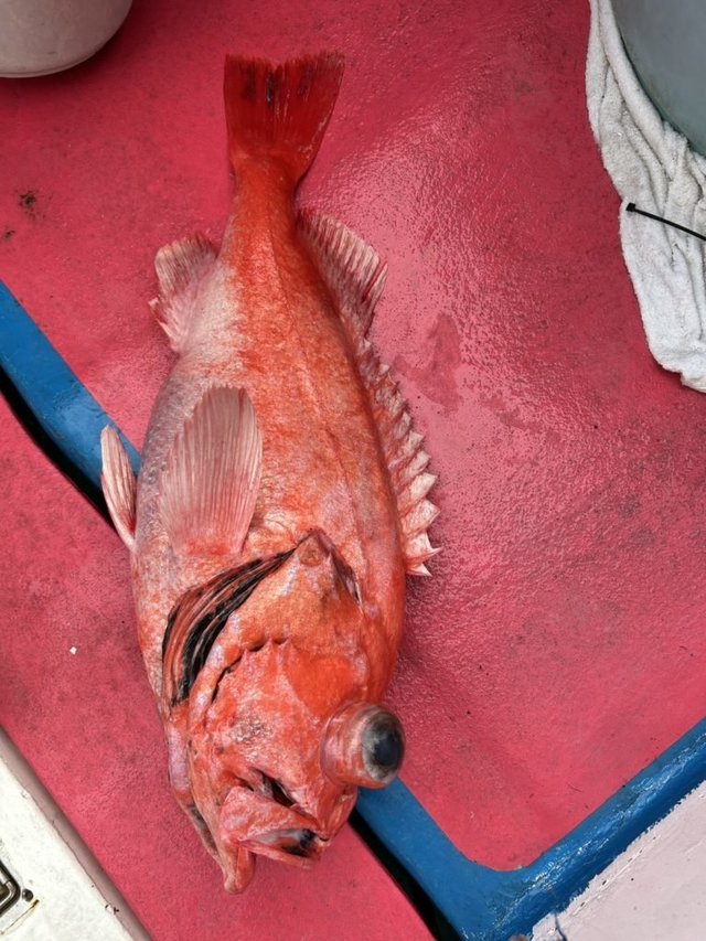 ベニアコウ(オオサガ)