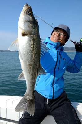 シーバス(スズキ)