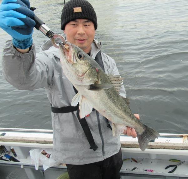 シーバス(スズキ)