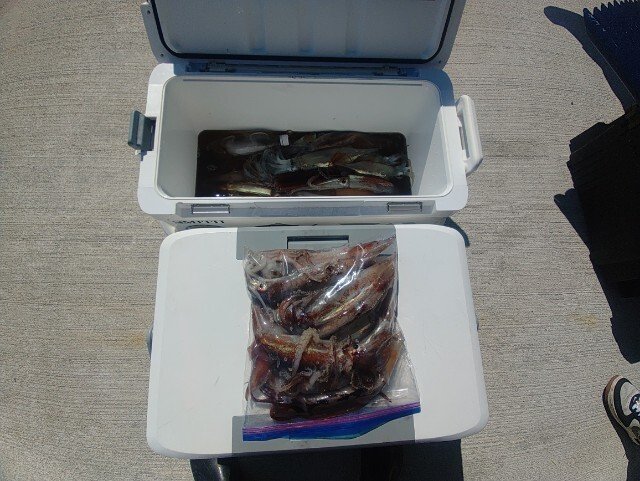 ヤリイカ・スルメ(スルメイカ)