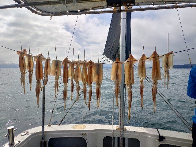 スルメ(スルメイカ)