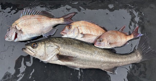 マダイ・シーバス(スズキ)