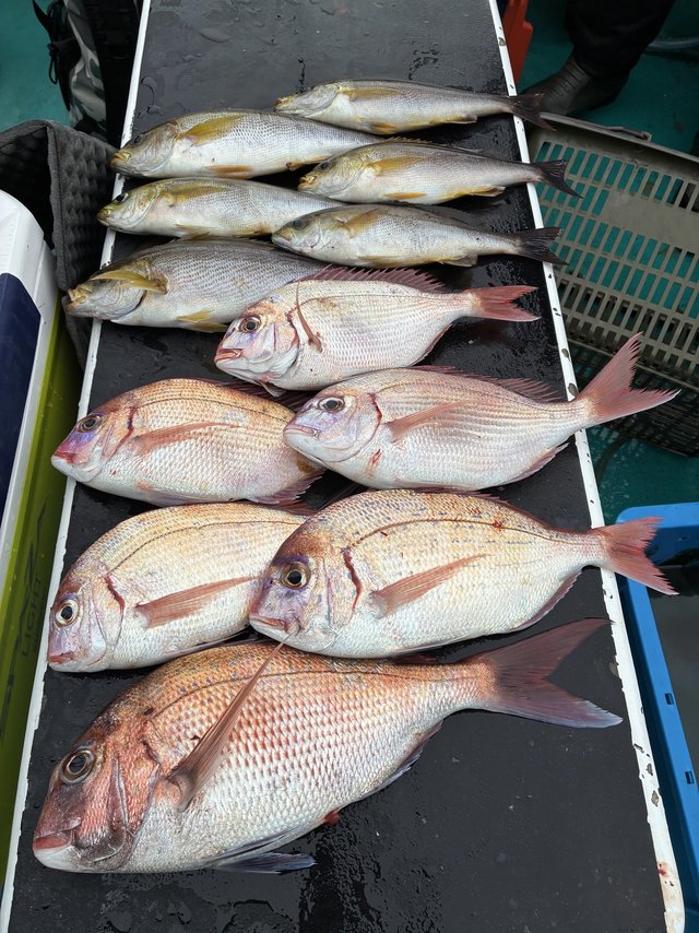 マダイ・チダイ・イサギ(イサキ)