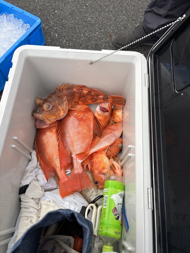 チカメキントキ・ボッコ(カサゴ)