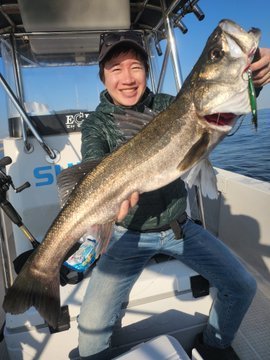 シーバス(スズキ)