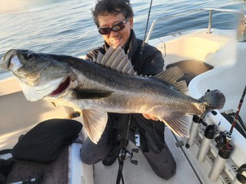 シーバス(スズキ)