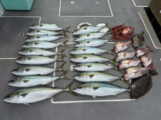 マダイ・ハマチ(ブリ)・ホウボウ・ヒラメ・マトウダイ