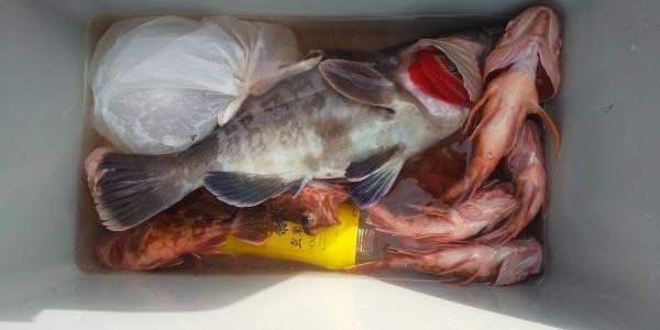 ホウボウ・ハタ(マハタ)