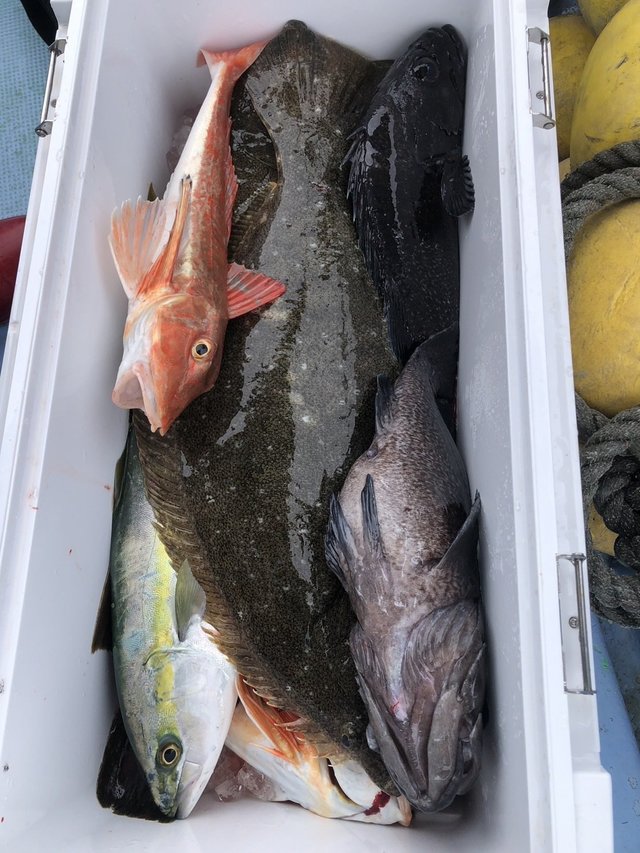 マハタ・ヒラメ