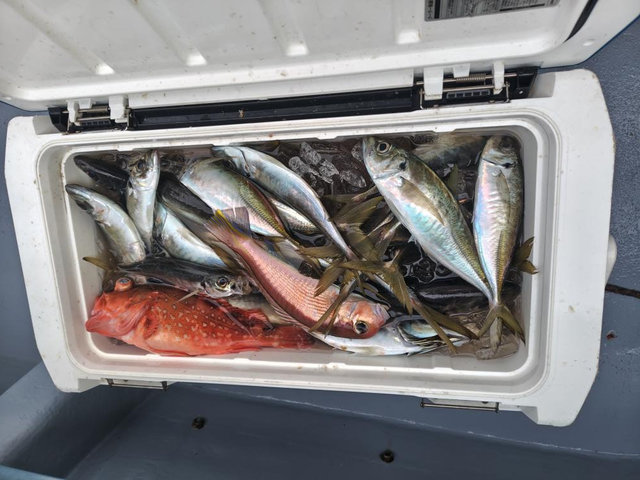 レンコダイ(キダイ)・ハナダイ(チダイ)・ヘダイ・アジ(マアジ)・アマダイ(アカアマダイ)・オニカサゴ・カサゴ