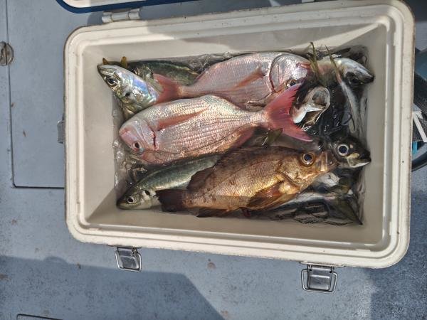 ハナダイ(チダイ)