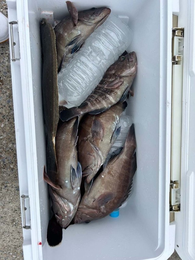 マハタ・ヒラメ