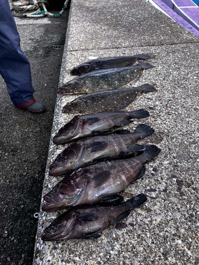 マハタ・ヒラメ