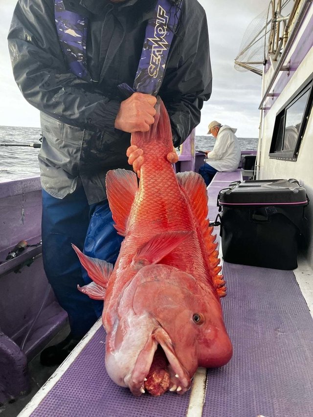 カンダイ(コブダイ)