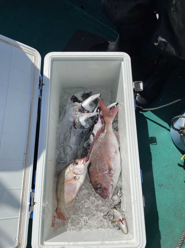 マダイ・チャリコ(マダイ)・サバ(ゴマサバ)