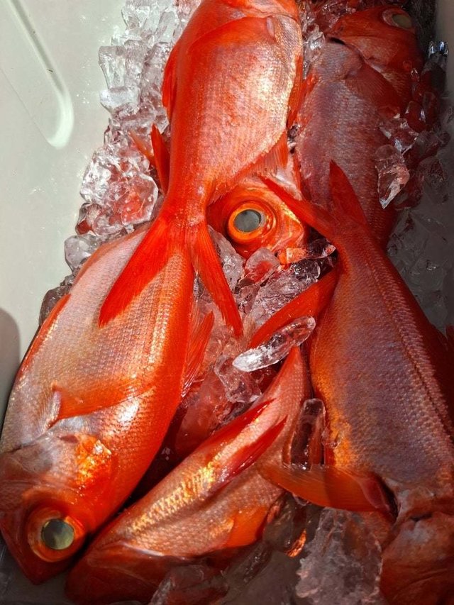 キンメ(キンメダイ)