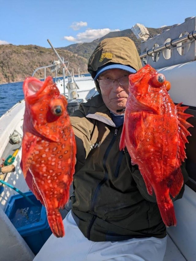 ウッカリカサゴ