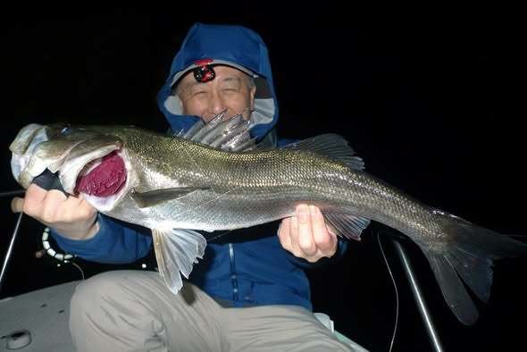 シーバス(スズキ)