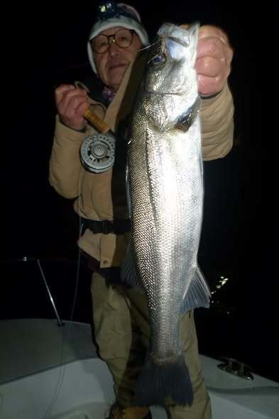 シーバス(スズキ)