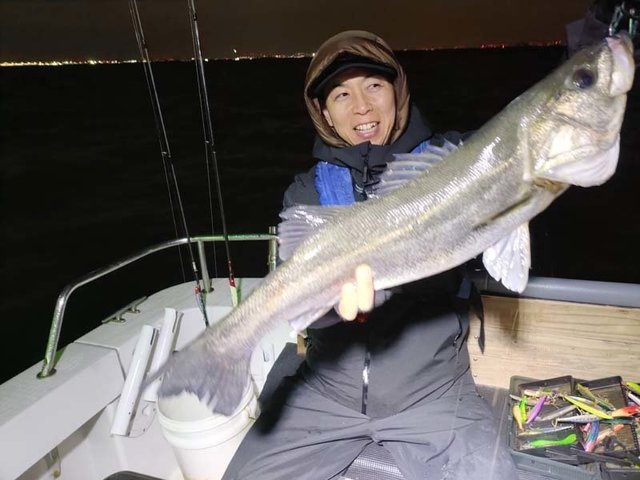 シーバス(スズキ)