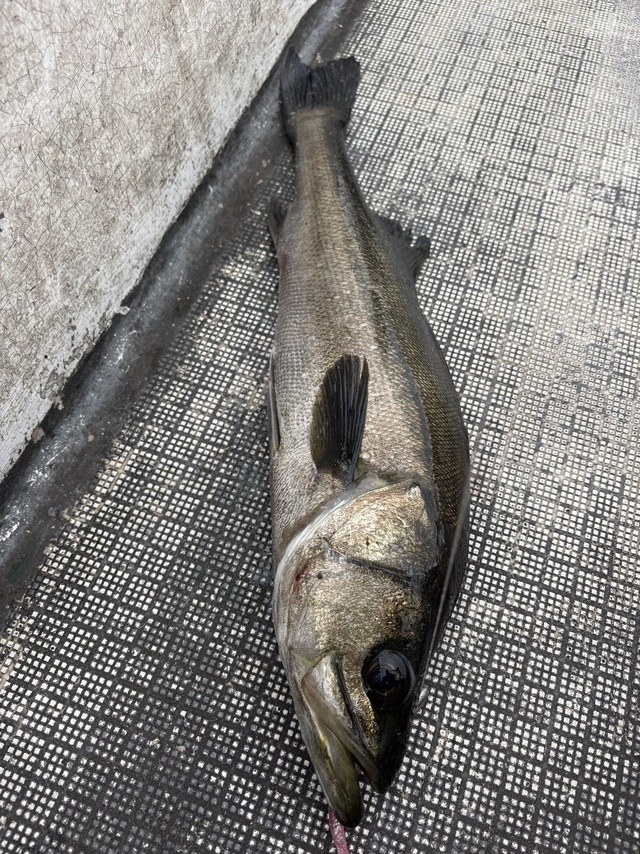 シーバス(スズキ)