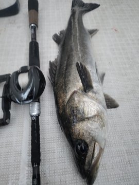 シーバス(スズキ)