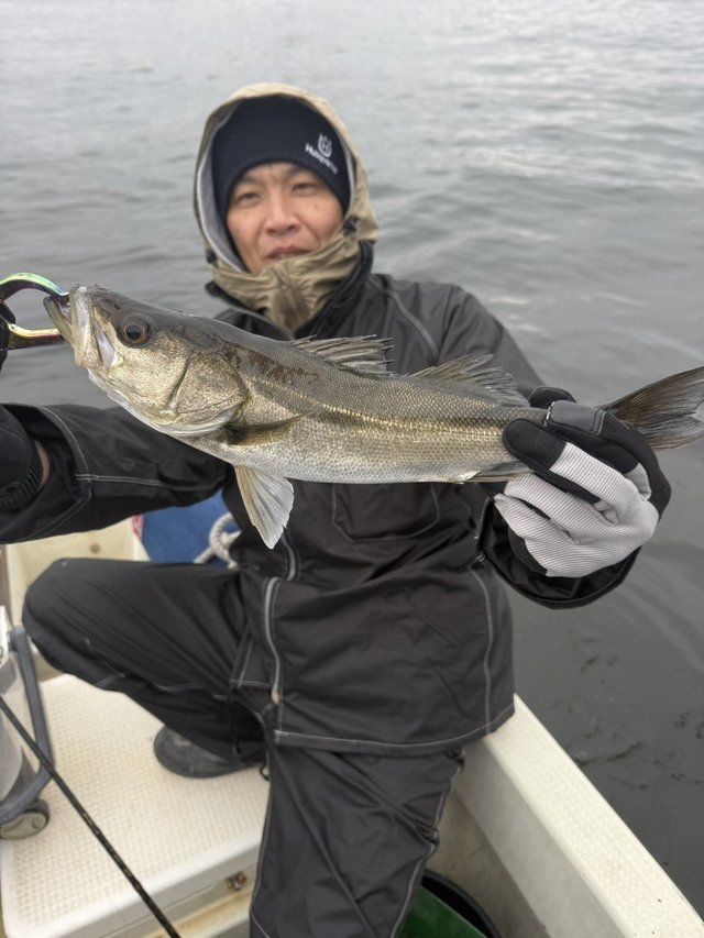 シーバス(スズキ)