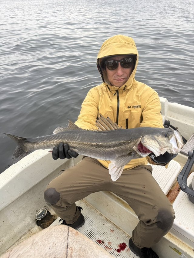 シーバス(スズキ)