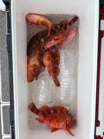 ガシラ(カサゴ)