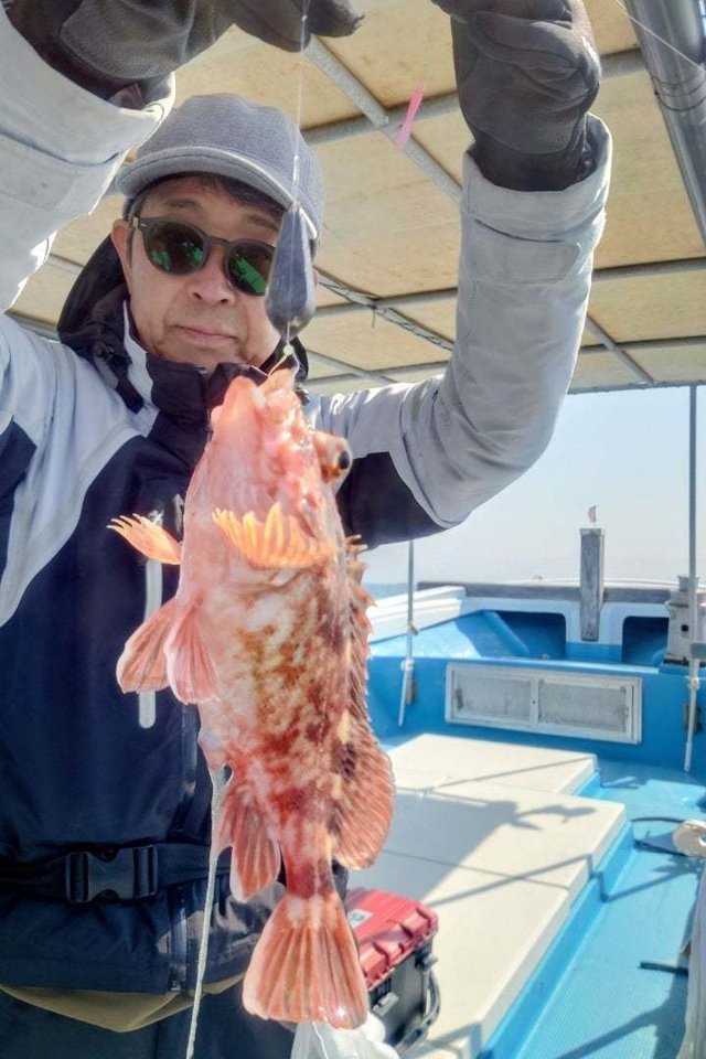 ガシラ(カサゴ)