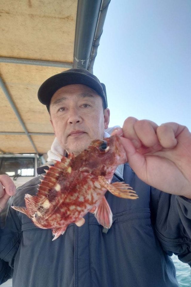 ガシラ(カサゴ)