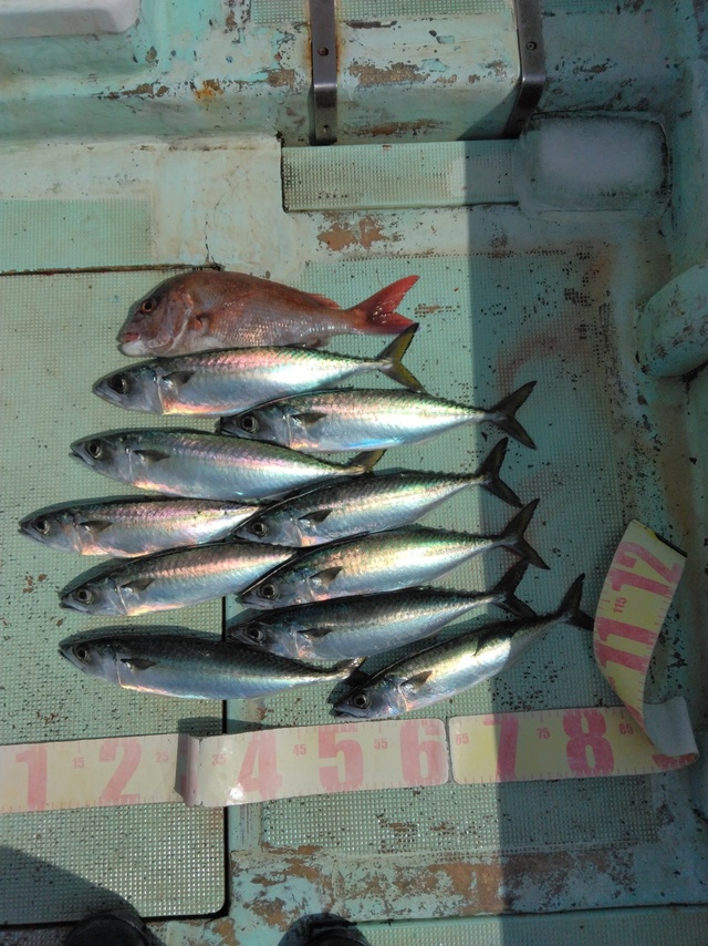 マダイ・マサバ