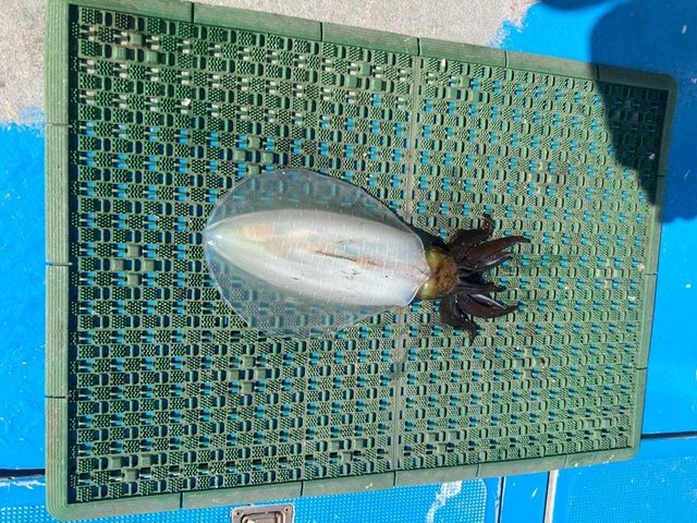 イカ(コウイカ)