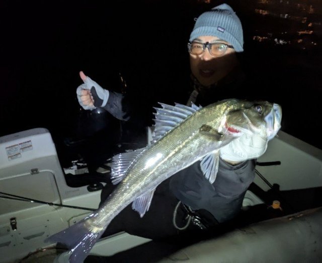 シーバス(スズキ)