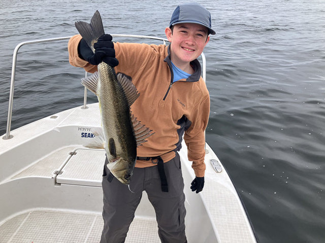 シーバス(スズキ)