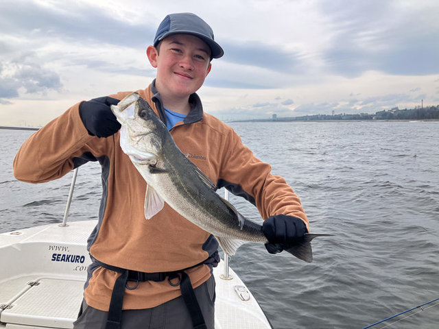 シーバス(スズキ)